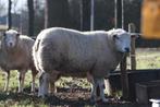 Te koop Schapen ram groot en breed., Dieren en Toebehoren, Schapen, Geiten en Varkens, Mannelijk