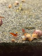 Uitgeselecteerde bloody mary garnalen 10 stuks, Dieren en Toebehoren, Kreeft, Krab of Garnaal