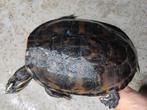 Prachtige schildpadden voor in de vijver, diverse maten, Schildpad