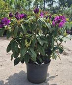 Rhododendron Rasputin, Ophalen, Rhododendron, Struik, Minder dan 100 cm