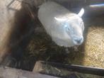 Zware overjarige ram., Dieren en Toebehoren, Mannelijk, Schaap