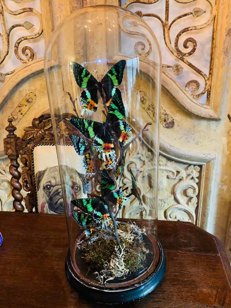 Antieke stolp met 7 vlinders Urania Ripheus (50 cm), Ophalen of Verzenden, Nieuw