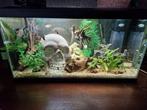 Te koop: Aquariumbewoners + accessoires – spoed gezocht!, Dieren en Toebehoren, Ophalen, Zo goed als nieuw