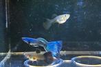 Blue moscow gup, of trio guppen., Vis, Zoetwatervis