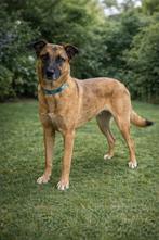 Hond Jon - Superlieve Reu 5 jaar!, Dieren en Toebehoren, Honden | Niet-rashonden, Particulier, Reu, Buitenland, Eén hond