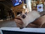 Kitten ragdoll katertje kittens met blauwe ogen, Dieren en Toebehoren, Katten en Kittens | Raskatten | Langhaar, Kater