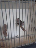 Timor zebravinken, Dieren en Toebehoren, Vogels | Kanaries, Meerdere dieren, Kleurkanarie