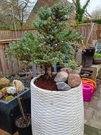 Abies koreana  'Kohouts Icebreaker', Minder dan 100 cm, Halfschaduw, Zomer, Overige soorten