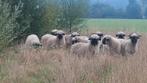 Walliser Schwarznase ooien / dekrammen, Vrouwelijk, Schaap