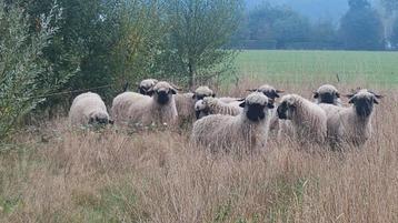 Walliser Schwarznase ooien / dekrammen  beschikbaar voor biedingen