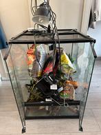 Exo terra 45x45x60 met complete inhoud, Dieren en Toebehoren, Reptielen en Amfibieën | Toebehoren, Ophalen, Zo goed als nieuw
