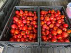 Ecologische tomaten, Diversen, Levensmiddelen, Ophalen