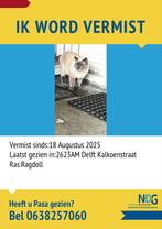 Paşa vermist in Delft, Dieren en Toebehoren, Kat