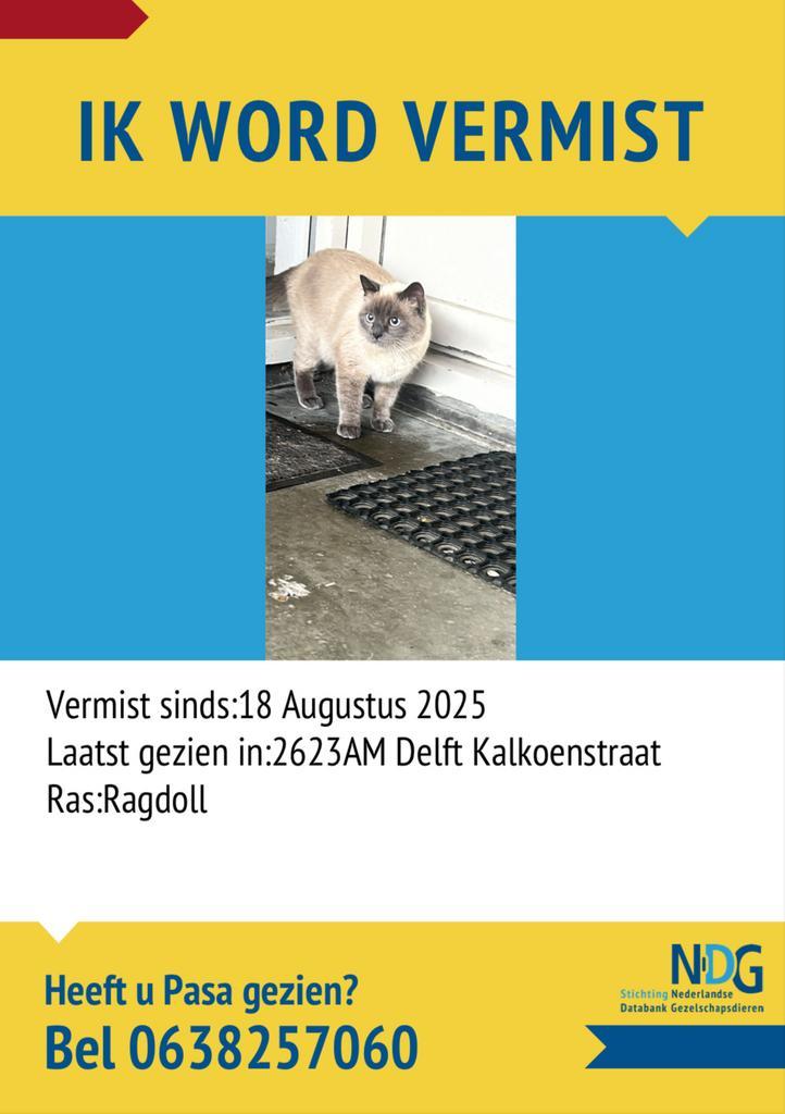 Paşa vermist in Delft, Dieren en Toebehoren, Vermiste en Gevonden Dieren, Kat