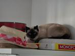 Prachtige jonge Siamese kat te koop – raszuiver, Dieren en Toebehoren, Ophalen, Nieuw, Verzorging