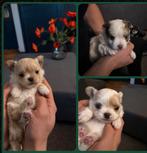 Eind januari 2026 beschikbaar: 3 prachtige Chihuahua reutjes, Rabiës (hondsdolheid), Reu, 8 tot 15 weken, Meerdere