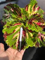 Coleus Kong Mozaik stekjes, Ophalen, Overige soorten, Minder dan 100 cm, Bloeiende kamerplant