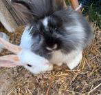 Lieve baby konijntjes, Dieren en Toebehoren, Konijnen, Meerdere dieren, Klein, Hangoor, 0 tot 2 jaar