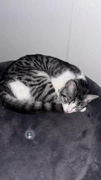 2 Lieve Katten, Poes, Gechipt, 0 tot 2 jaar