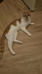 Meisje van 2 jaar oud, Dieren en Toebehoren, Katten en Kittens | Overige Katten, Poes