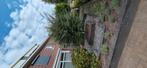 Gratis flinke bol buxus, zelf uitgraven, Tuin en Terras, Planten | Bomen, Bloeit niet, 100 tot 250 cm, Palmboom, Ophalen