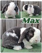 Raszuivere ram – beschikbaar voor dekkingen – topafstamming!, Dieren en Toebehoren, Konijnen, Mannelijk, Groot