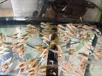 Axolotls, Dieren en Toebehoren, Amfibie, 0 tot 2 jaar