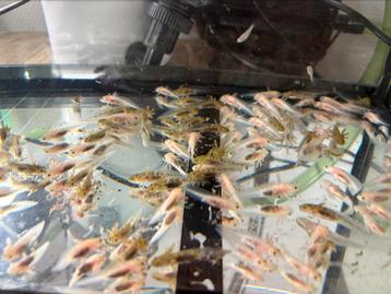 Axolotls beschikbaar voor biedingen