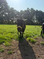Dexter koeien dachtig, Dieren en Toebehoren, Vrouwelijk