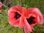 50 zaden grote papaver orientale roze (vaste plant), Verzenden, Voorjaar, Volle zon, Zaad