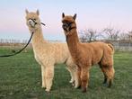Twee alpaca boys, Dieren en Toebehoren, Overige Dieren, Mei, Meerdere dieren