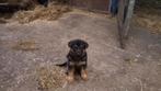 duitse herders pups, Dieren en Toebehoren, 8 tot 15 weken, Meerdere dieren, Eén hond, Herder