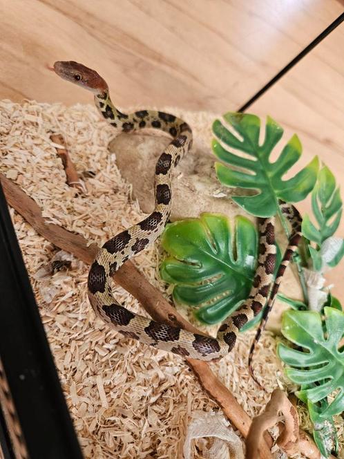 0.0.1. Orthriophis/Elaphe moellendorffi, Dieren en Toebehoren, Reptielen en Amfibieën