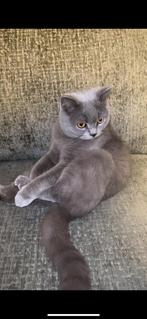 Britse korthaar, Dieren en Toebehoren, Katten en Kittens | Raskatten | Korthaar, Kater, Ingeënt