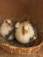 Jonge duiven te koop uit bewezen koppels, Geslacht onbekend, Postduif