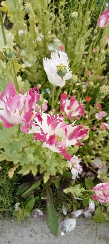 Papaver somniferum 'Izmir Afghan Special' zaden beschikbaar voor biedingen