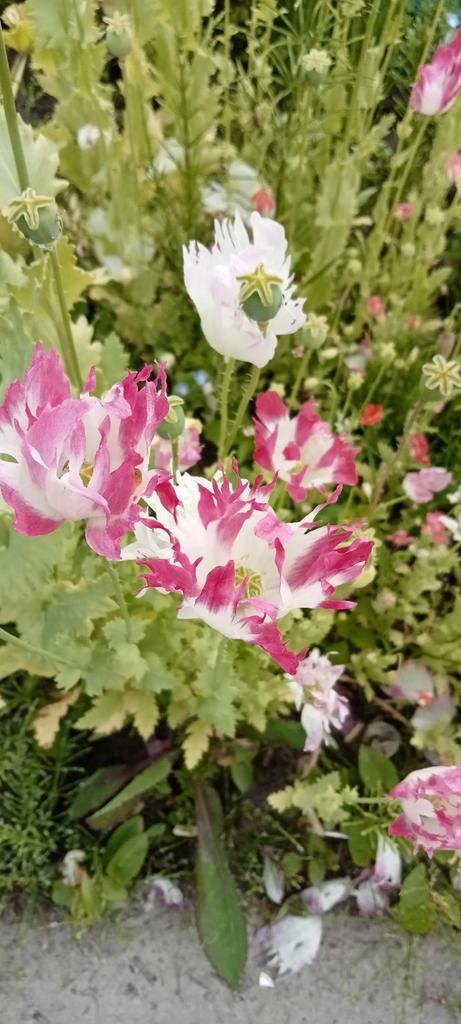 Papaver somniferum 'Izmir Afghan Special' zaden, Tuin en Terras, Bloembollen en Zaden, Zaad, Najaar, Volle zon, Ophalen of Verzenden