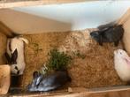 Lotharinger en vlaamse reuzen te koop, Meerdere dieren, Groot, 0 tot 2 jaar