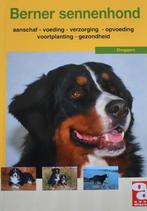 Berner Sennenhond: Aanschaf, (op)voeding, verzorging enz., Ophalen of Verzenden, Zo goed als nieuw, Honden