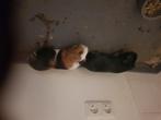 2 cavias gratis ophalen, Dieren en Toebehoren, Meerdere dieren, Cavia