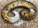 Laaste nakweek piebald combo’s python regius, Dieren en Toebehoren, Reptielen en Amfibieën, Slang, 0 tot 2 jaar