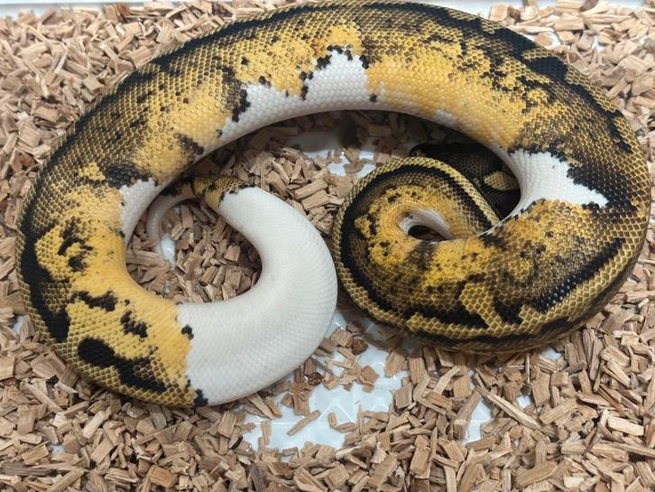 Laaste nakweek piebald combo’s python regius, Dieren en Toebehoren, Reptielen en Amfibieën, Slang, 0 tot 2 jaar