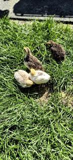 Celadon kuikens, Dieren en Toebehoren, Geslacht onbekend, Overige soorten