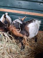 Dwergbokken en geit, Dieren en Toebehoren, Schapen, Geiten en Varkens, Vrouwelijk, Geit