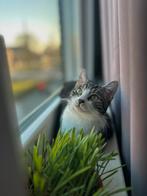 Een jaar oude kat ter adoptie, Poes, Kortharig, 0 tot 2 jaar