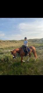 Bijrijdpaard/pony gezocht. (verzorg pony), Ophalen of Verzenden