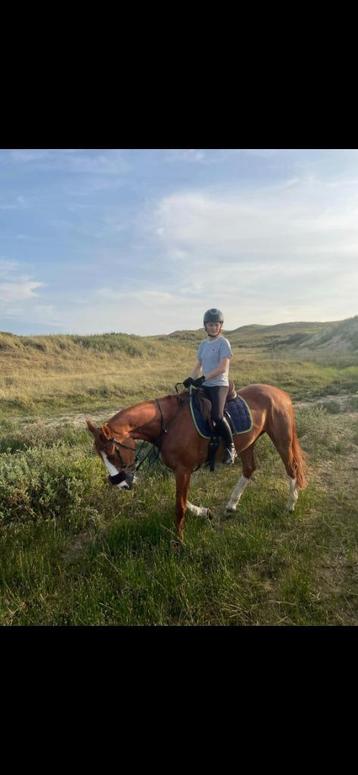 Bijrijdpaard/pony gezocht. (verzorg pony) beschikbaar voor biedingen