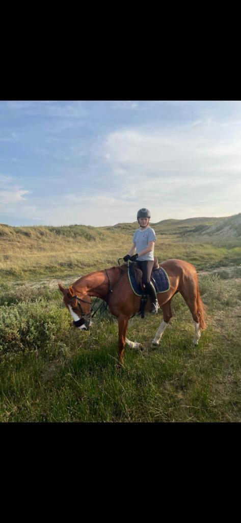 Bijrijdpaard/pony gezocht. (verzorg pony), Dieren en Toebehoren, Paarden en Pony's | Overige Paardenspullen, Ophalen of Verzenden