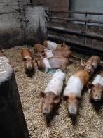 Raszuivere husumer biggen, Meerdere dieren, Varken, 0 tot 2 jaar