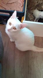 3 katten zoeken  veilig thuis